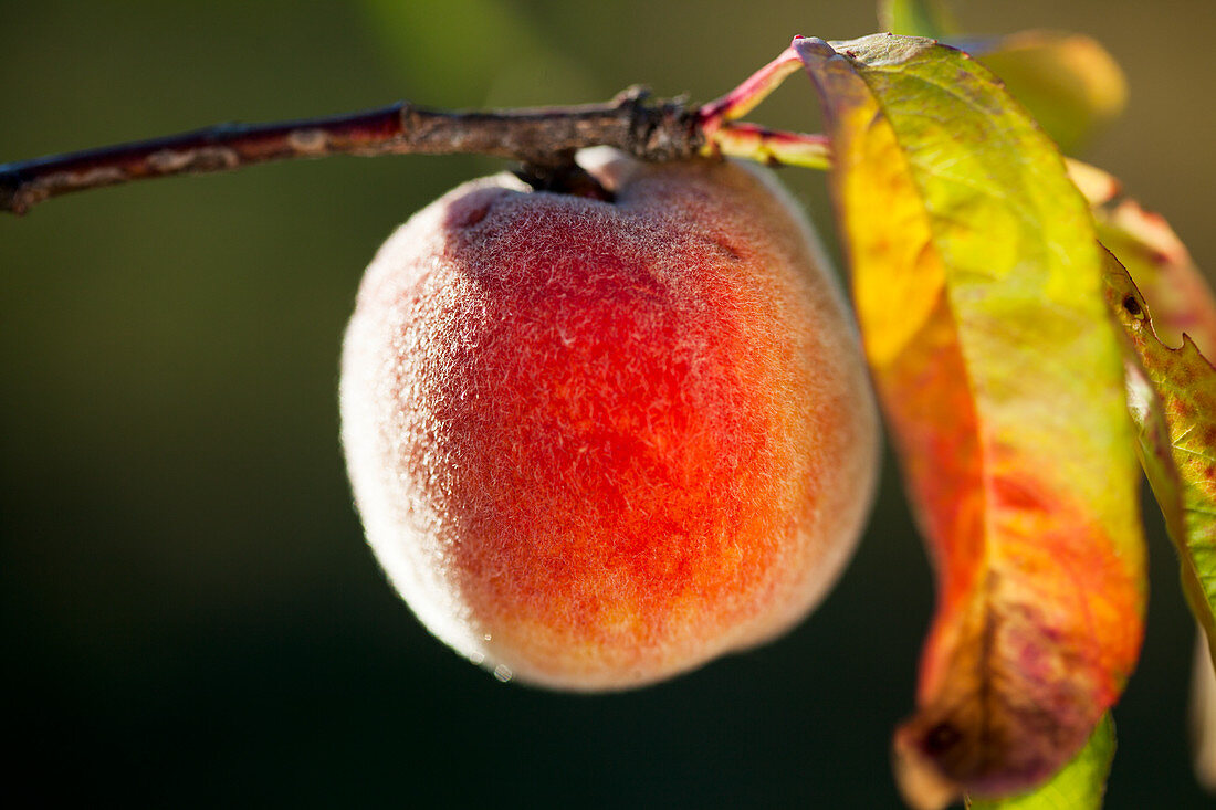 A peach on the tree