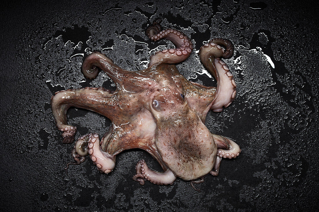 Frischer Oktopus