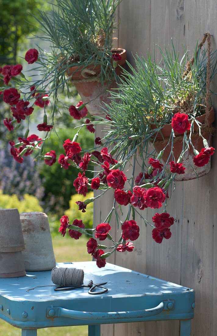 Dianthus Caryophyllus (Mountain Hanging Larks) Hung In Clay Pots On Wall