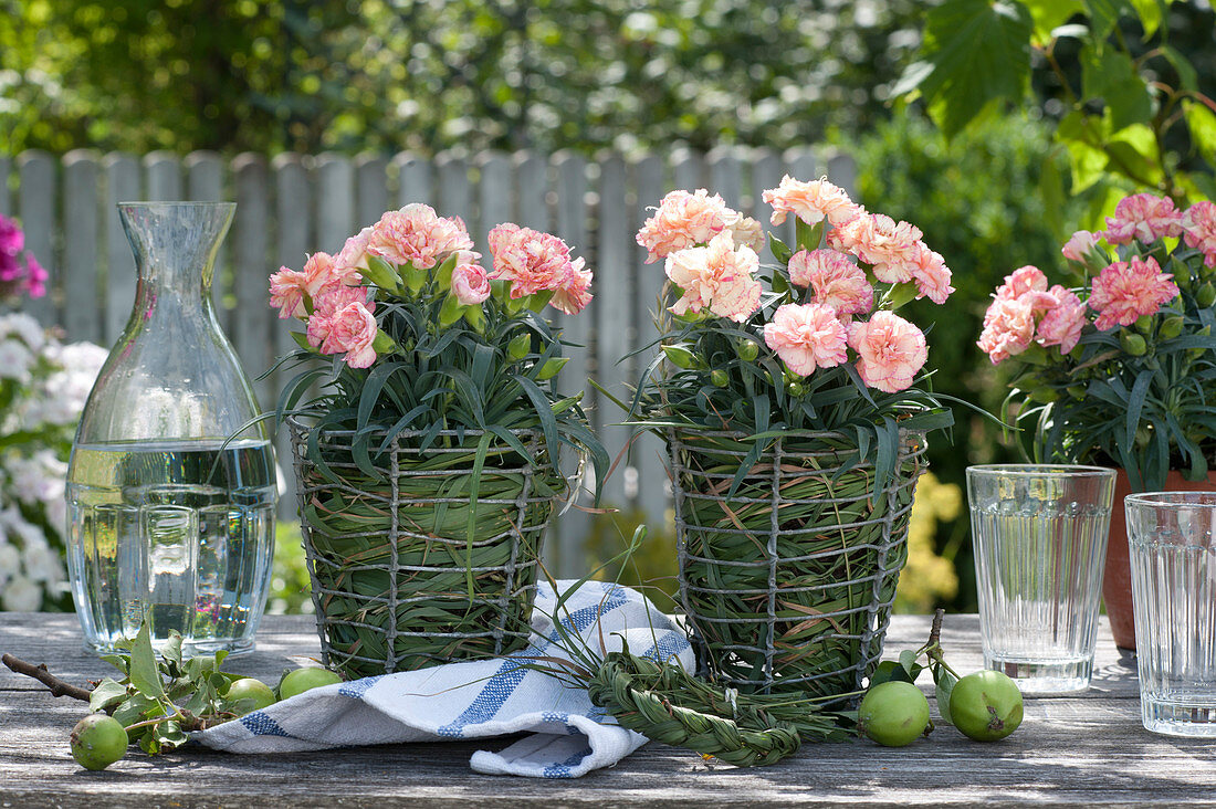 Dianthus 'adorable Mel' (Cloves), Pots Wrapped In Grass