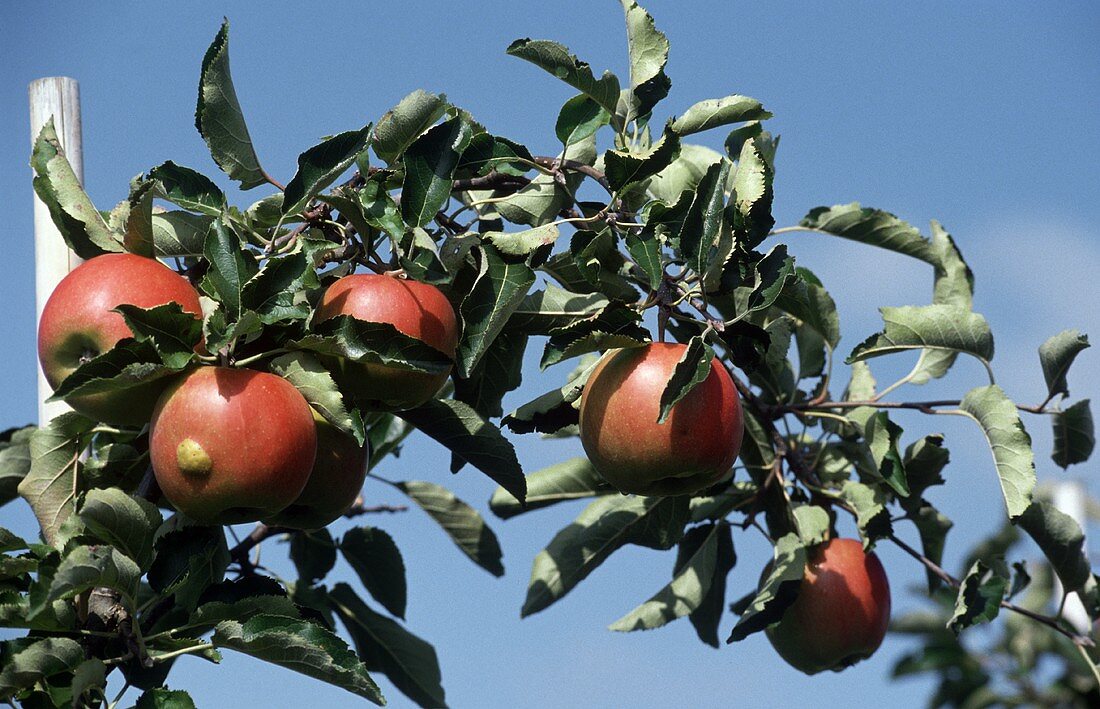 Rote Äpfel am Baum, Hintergrund: blauer Himmel