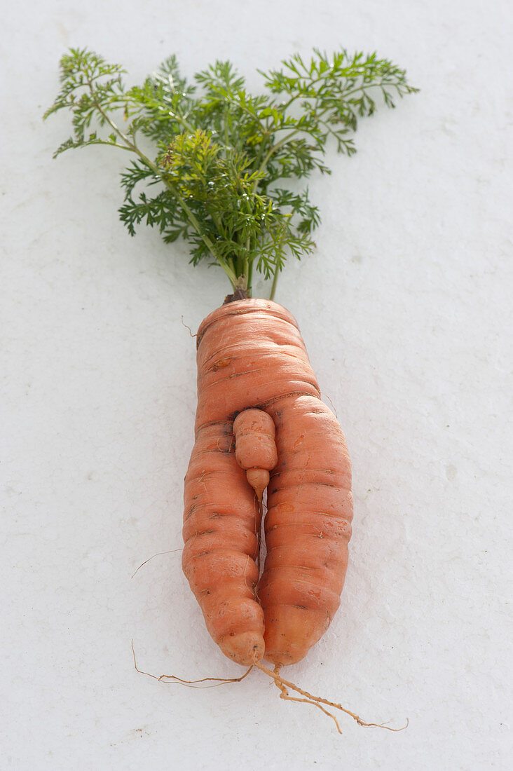 Funny Carrot, Grown Naturally