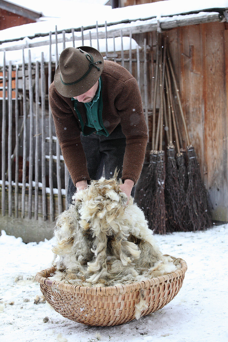 A man putting freshly shorn sheep's wool in a basket