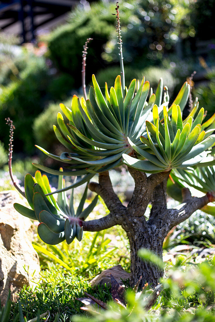 Tree-shaped succulent