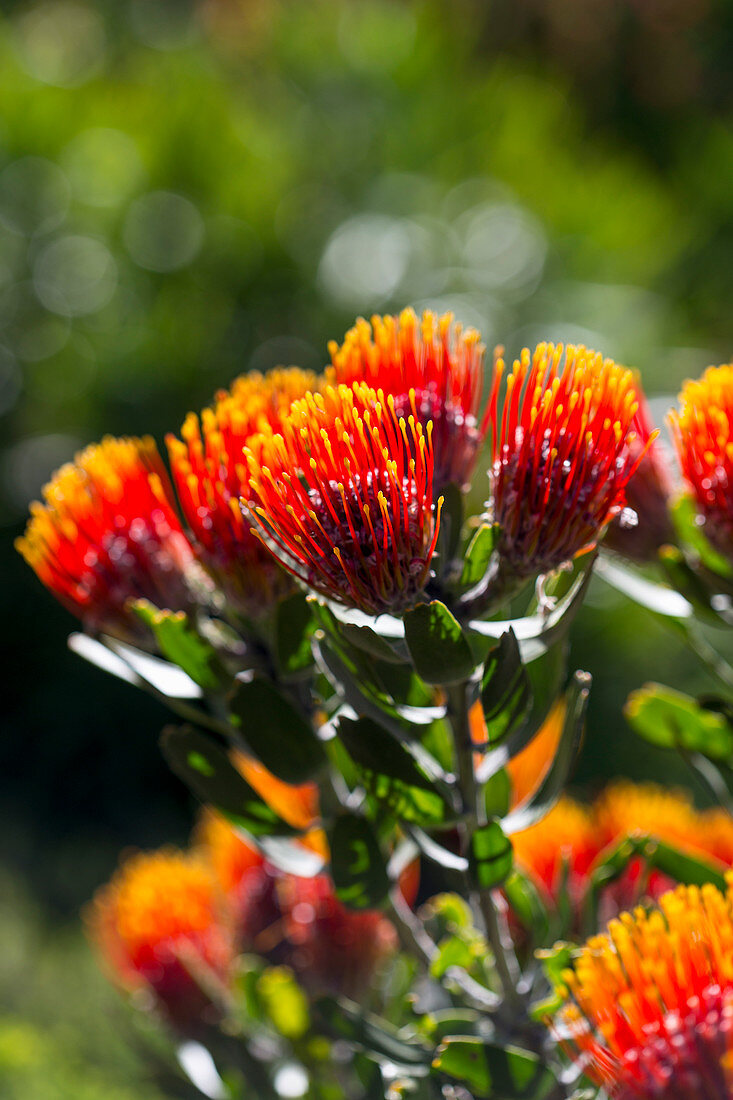 Orangefarbene Blüten des Leucospermum