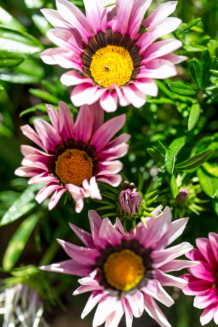 Pink Gazanias