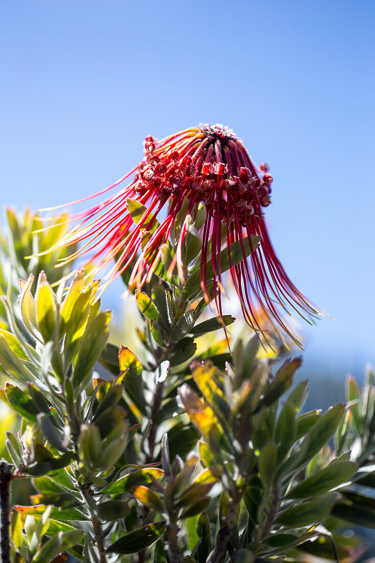 Rote Blüte des Leucospermum vor blauem Himmel