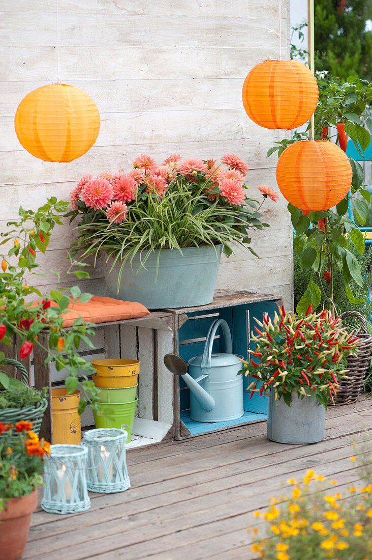 Terrace With Peppers, Chili And Dahlias