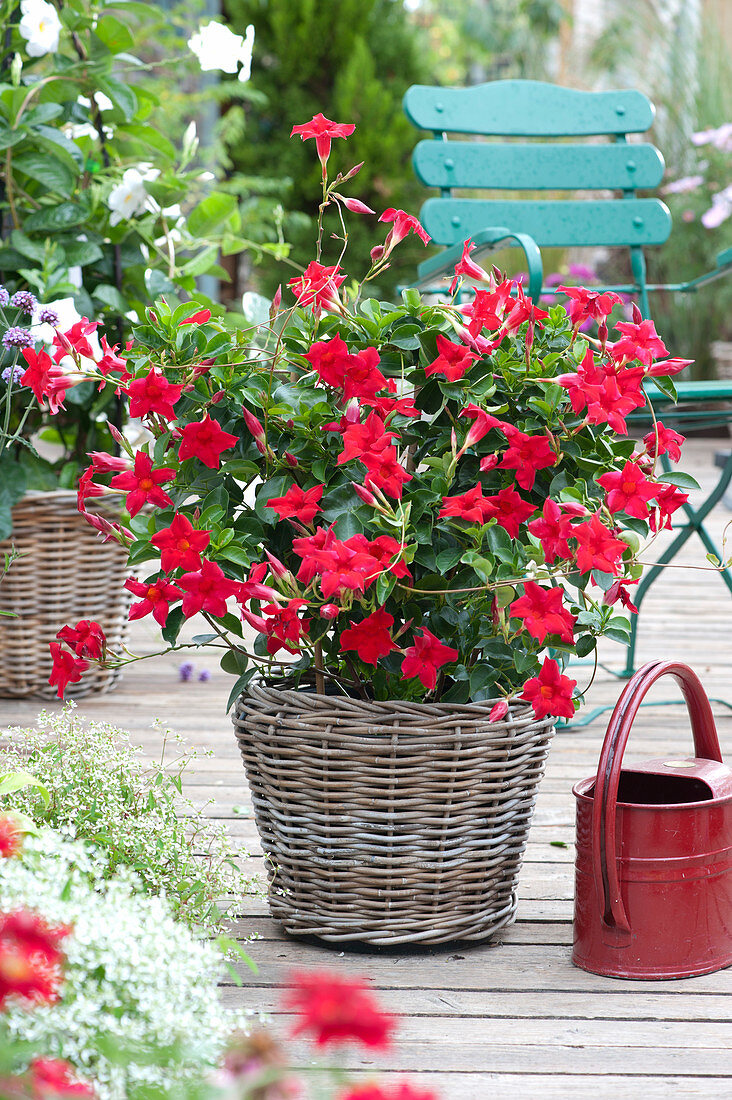 Dipladenia - Mandevilla Sundaville 'Rio Red' in Korb