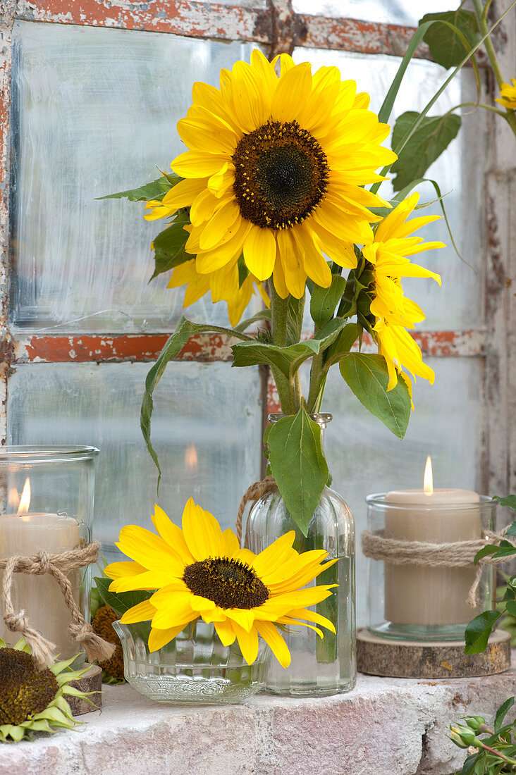 Sonnenblumen und Windlichter am Stallfenster