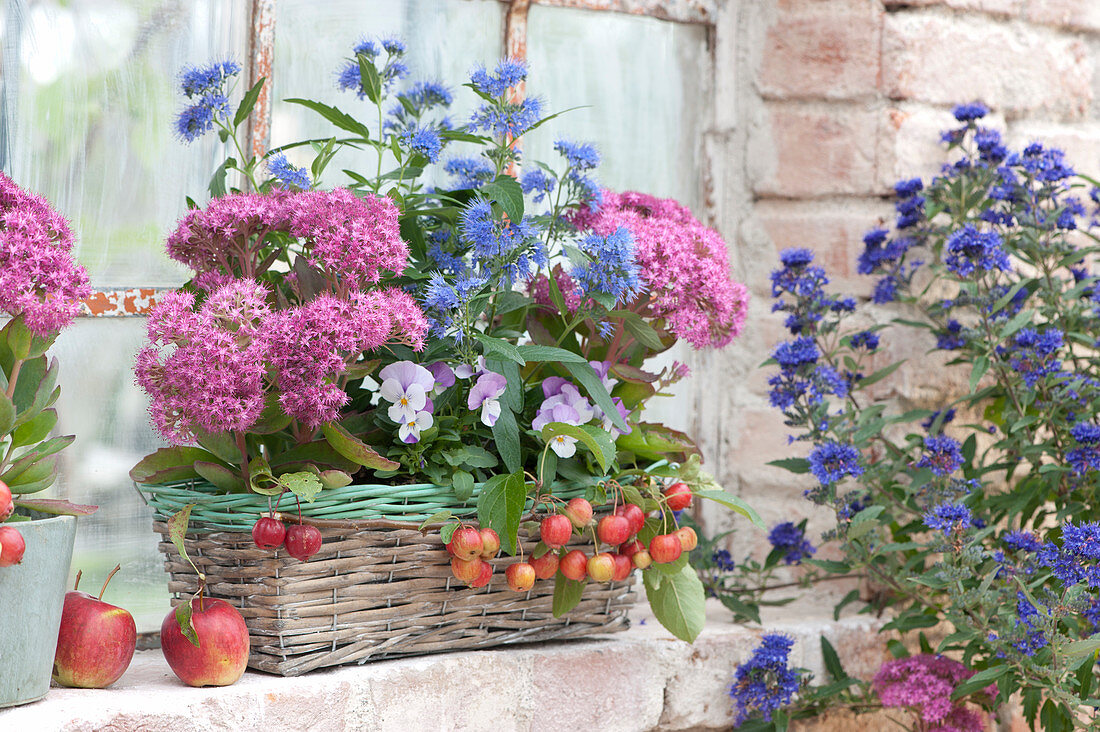 Stonecrop 'carl' And Bearded Flower 'blue Cloud' At The Stable Window