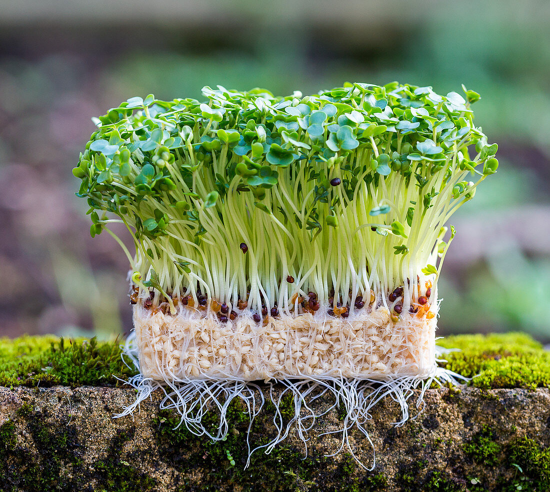 Fresh cress with roots on a mossy wall