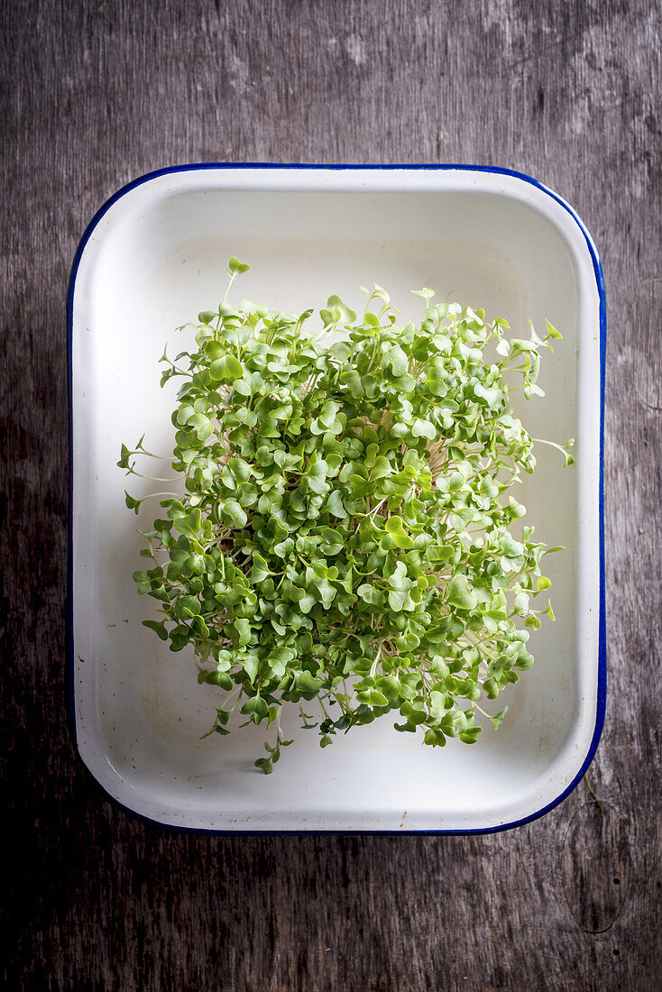 Cress in an enamel tray