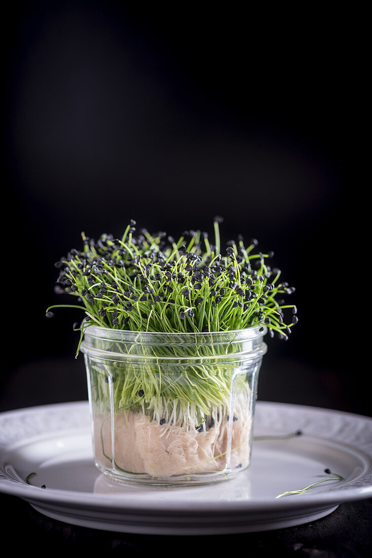 Rock Chive Cress on a dark background