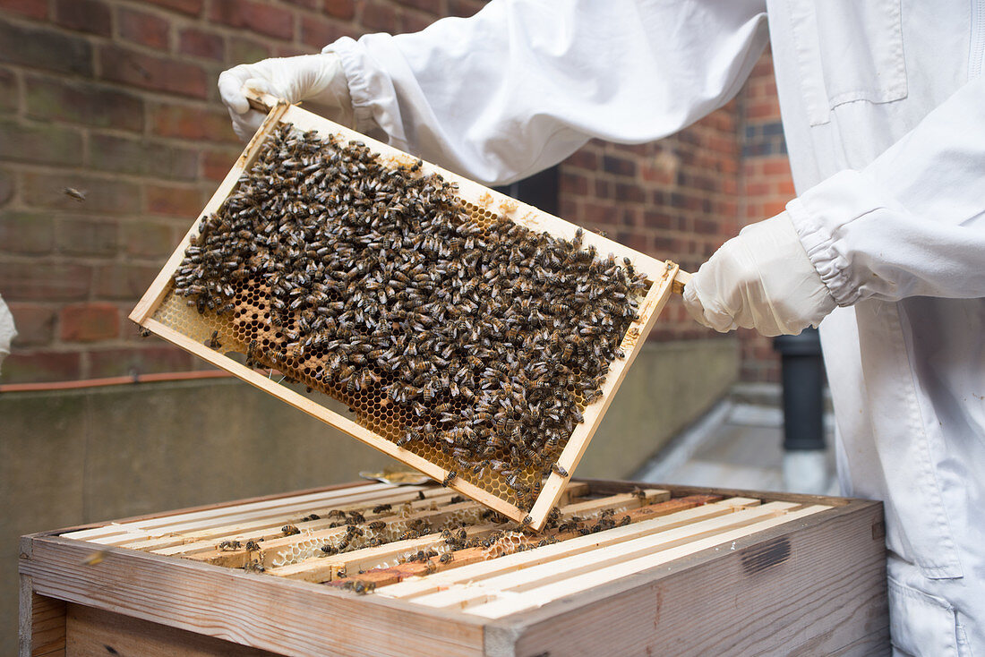 Imker hält Honigwabe mit Bienen