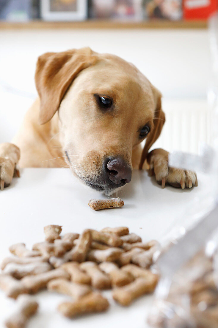 Knochenförmige Sardellen-Kürbis-Kekse mit Hund