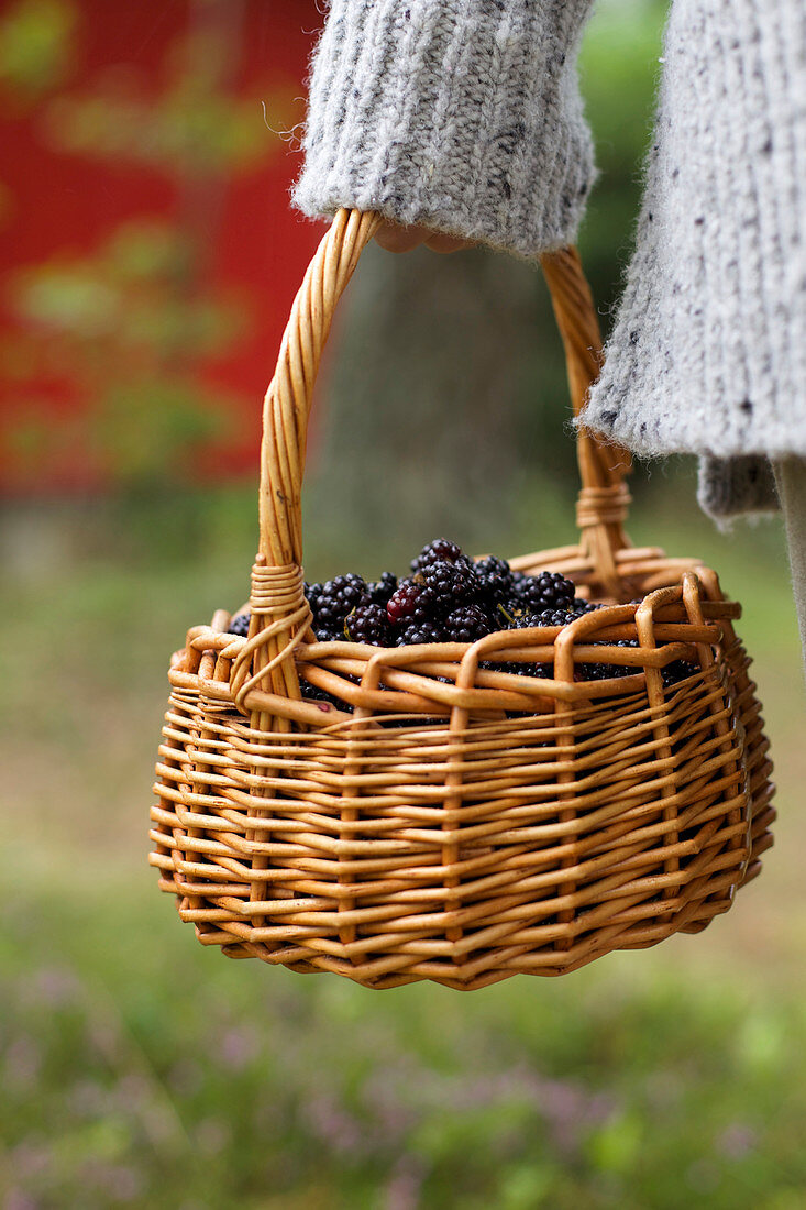 A basket of fresh blackberries