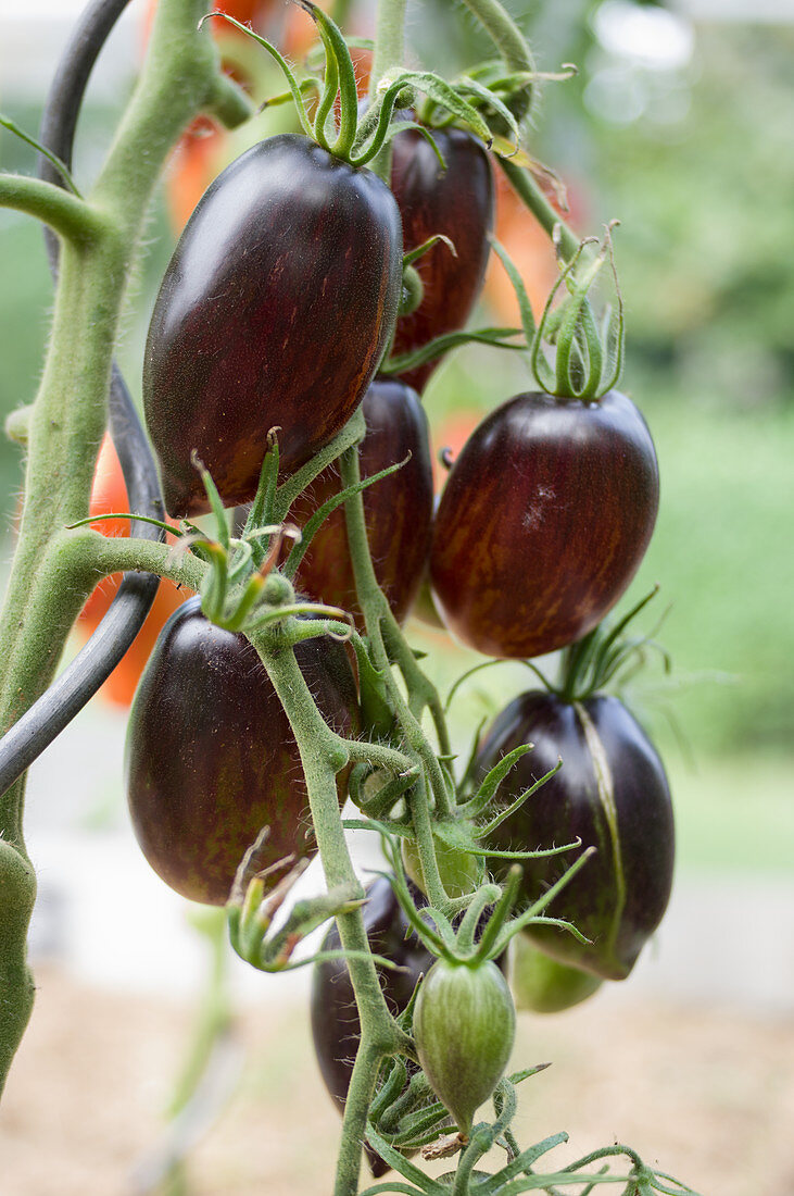 Schwarze Tomaten an der Pflanze, Sorte: 'Shadow Boxing'