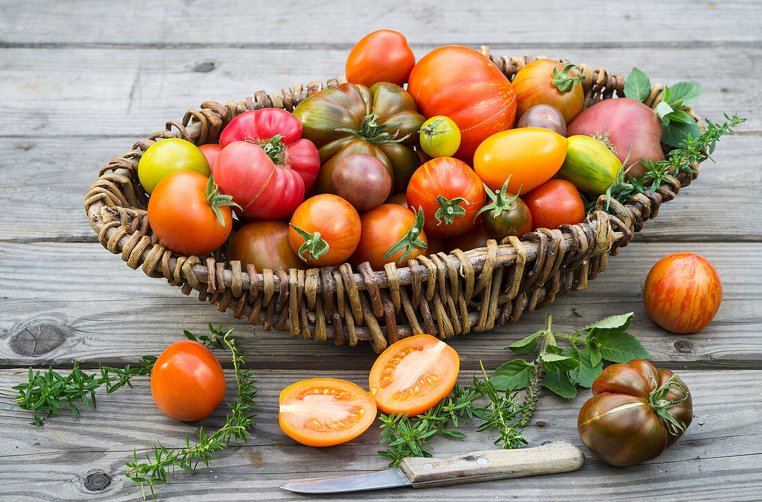 Frisch geerntete Bunte Tomaten in einem Korb