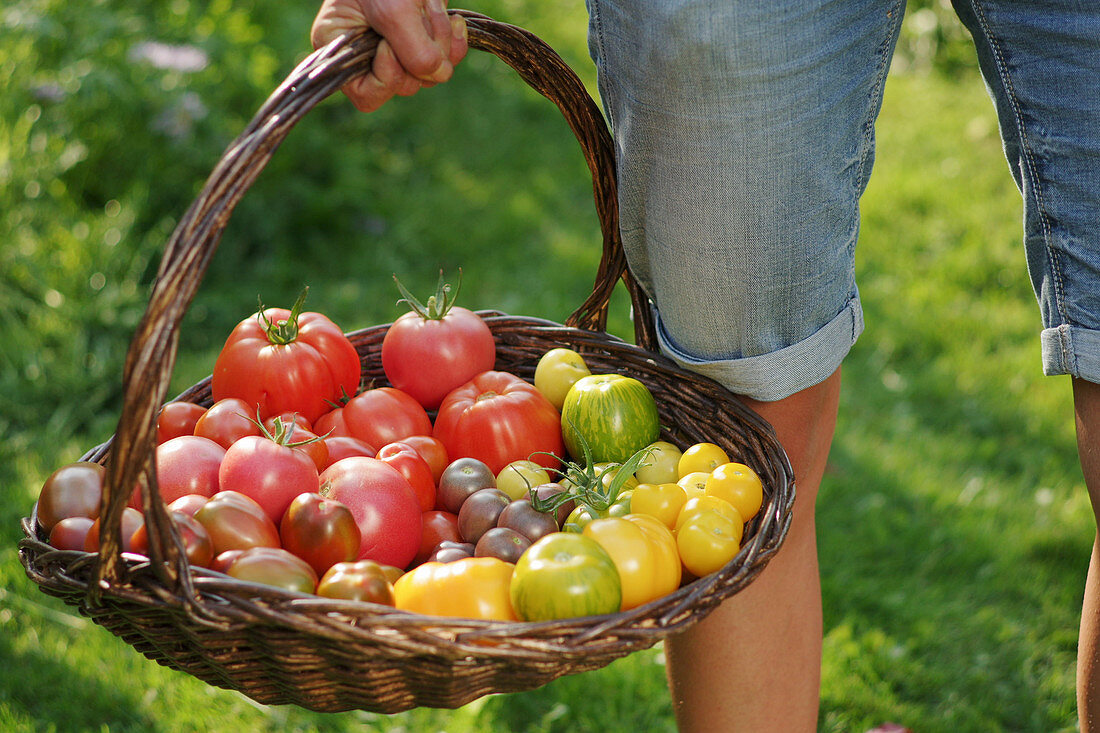 A woman carrying a basket of colourful tomatoes