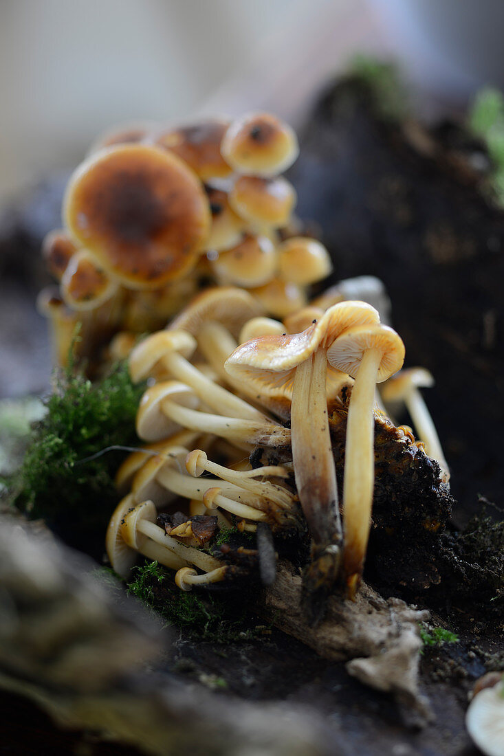 Enoki mushrooms on a tree trunk