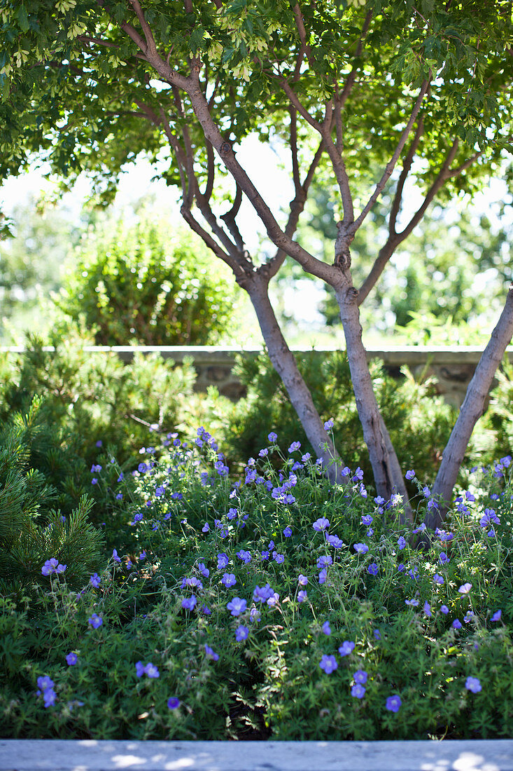 Baum im sonnigen Blumenbeet mit blauen Storchschnäbeln
