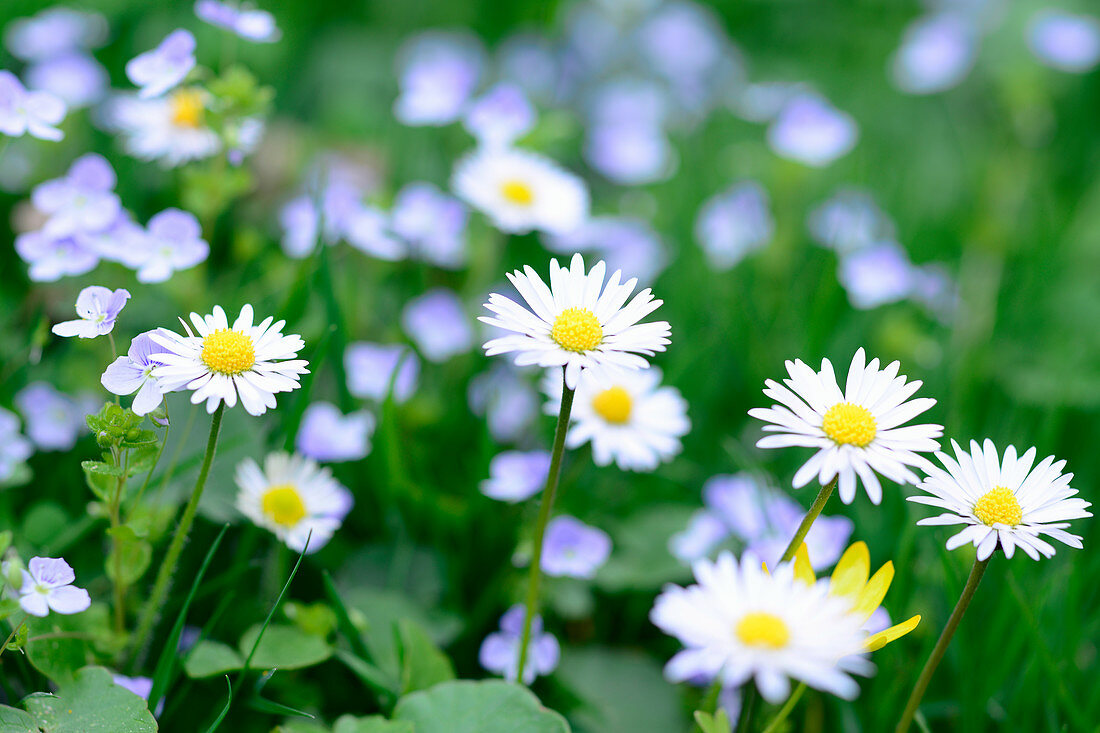 Daisies in grass