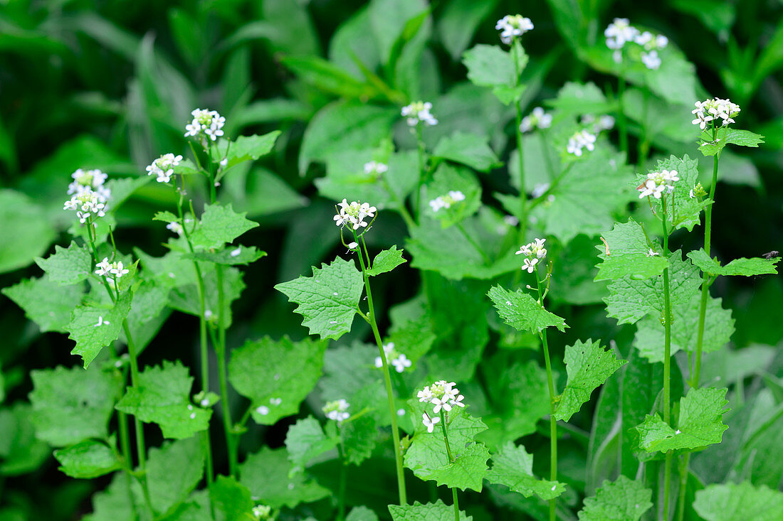 Flowering garlic mustard