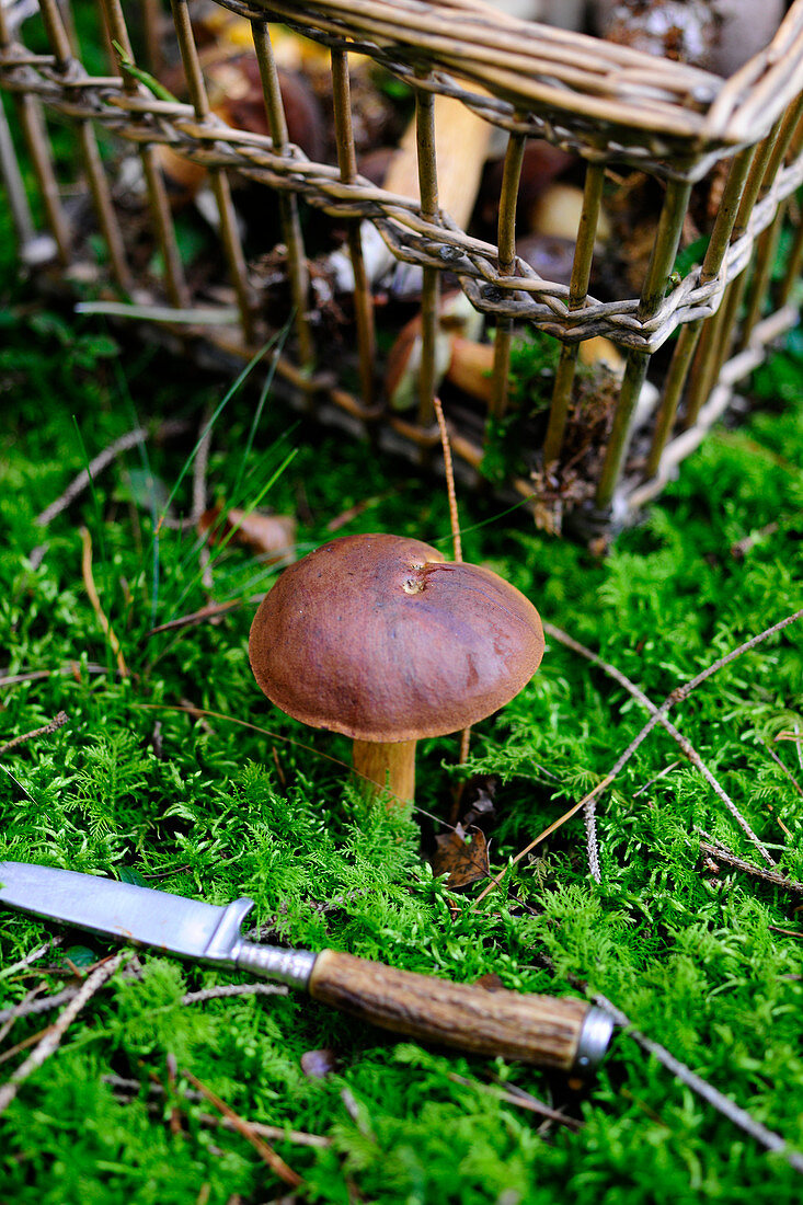 A fresh chestnut mushroom on a forest floor with a basket of freshly harvested mushrooms behind it