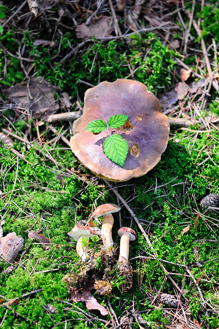 Frische Maronenpilze auf bemoostem Waldboden