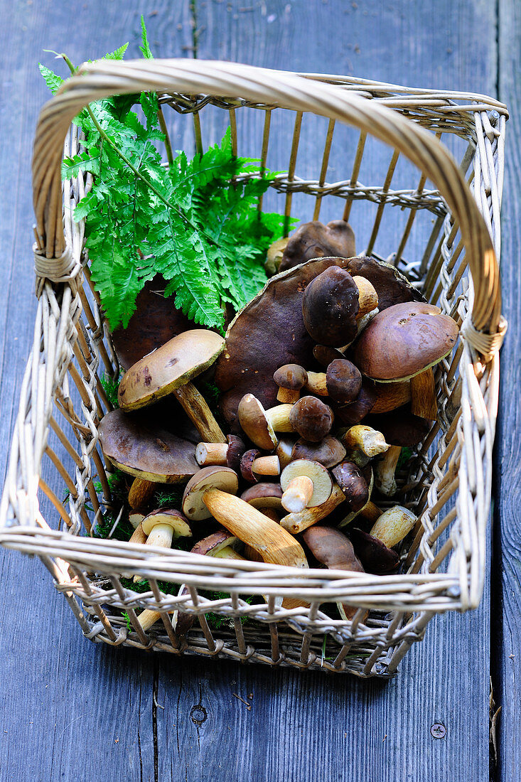 Freshly harvested chestnut mushrooms in a basket