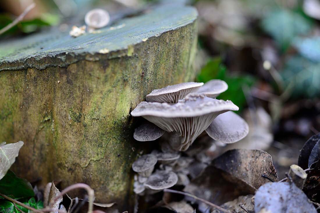 Oyster mushrooms in a forest