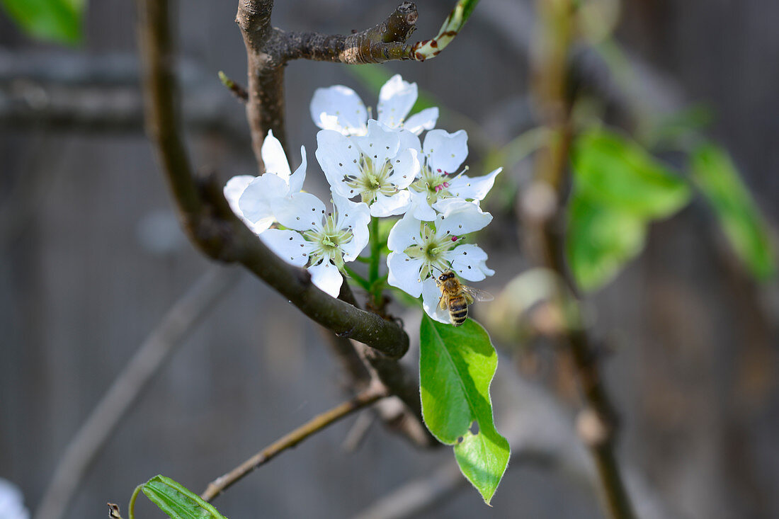 Biene mit Apfelblüten