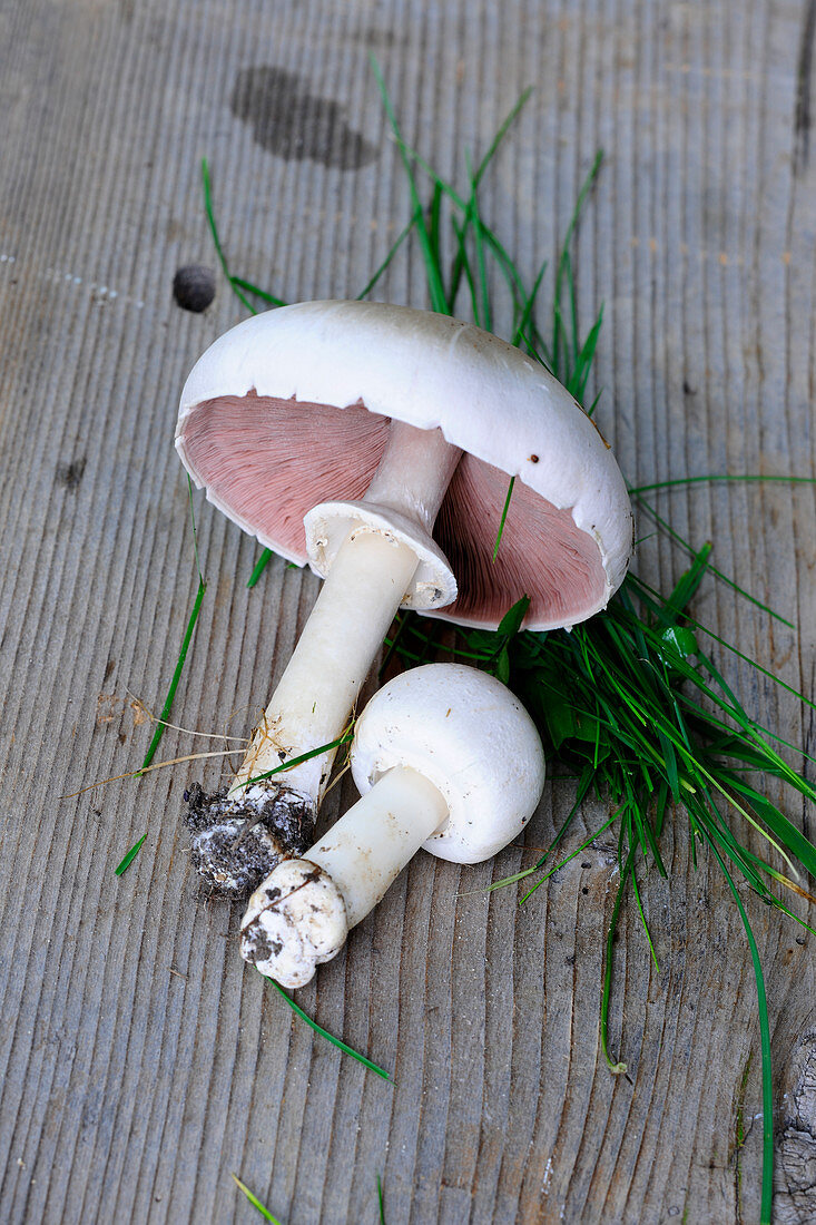 Two fresh mushrooms on a wooden surface