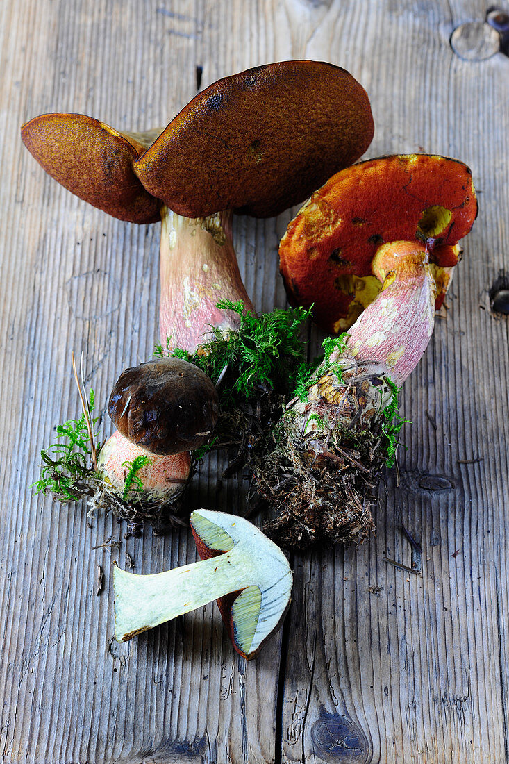 Dotted stem boletes