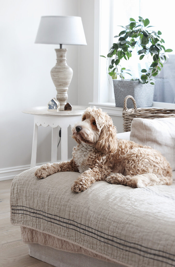 Hund liegt auf dem Sofa im ländlichen Wohnzimmer