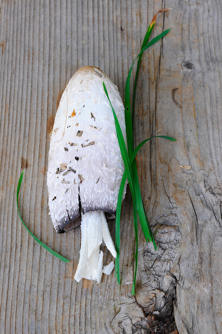 A fresh shaggy ink cap on a wooden surface