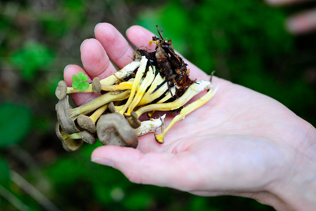 Hand hält frische Trompetenpfifferlinge