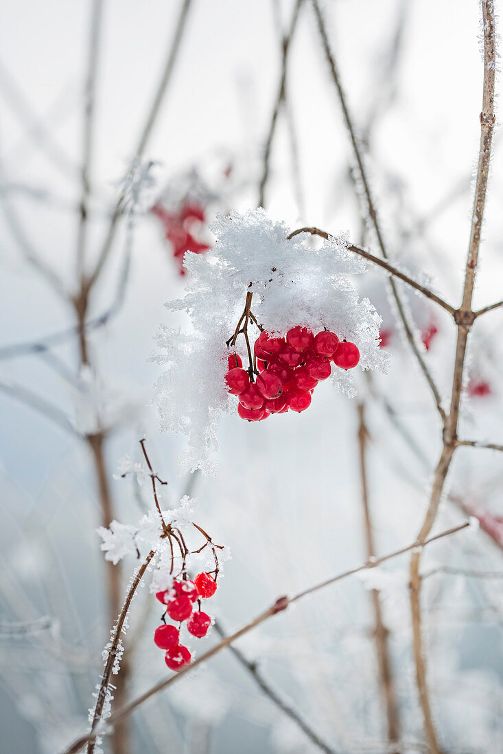 Red berries and snowflakes on bush