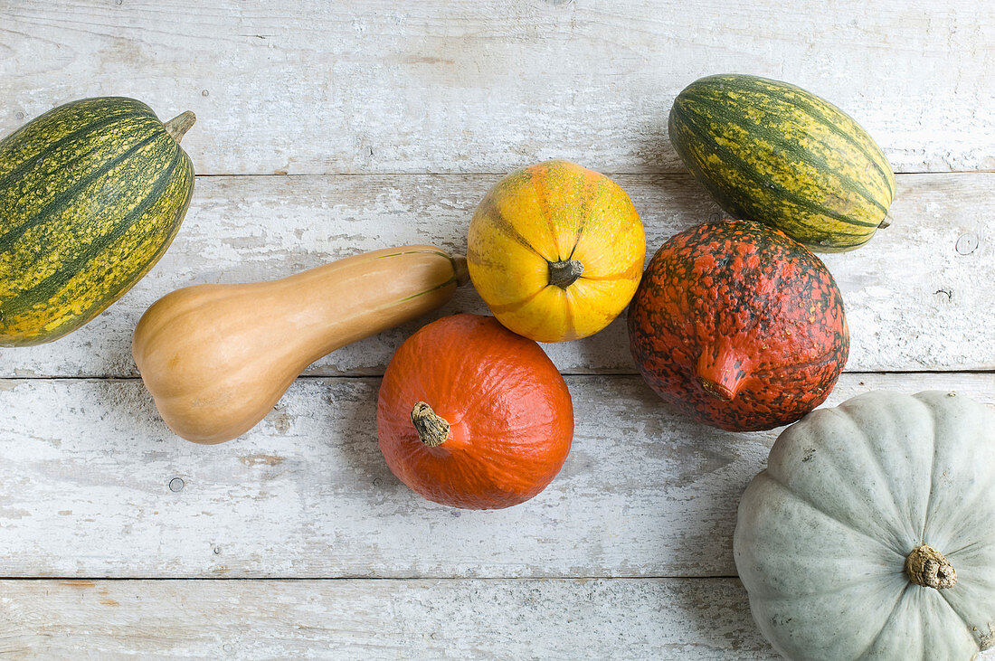 Various pumpkins on a white wooden background