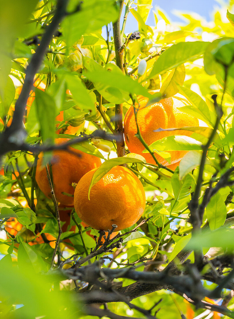 Portuguese oranges growing on a tree (Algarve region)