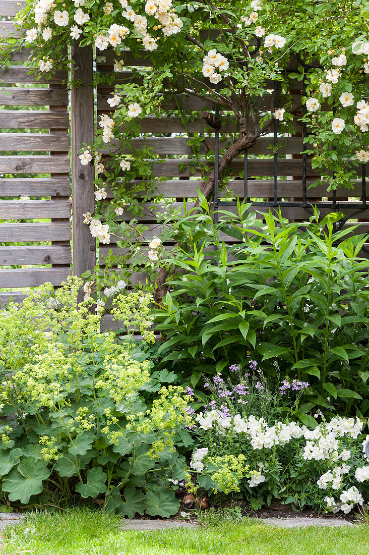 Climbing rose and flowerbed in idyllic summer garden