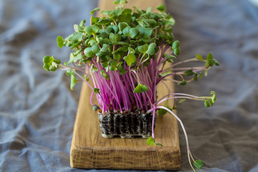 Fresh cress on a wooden board