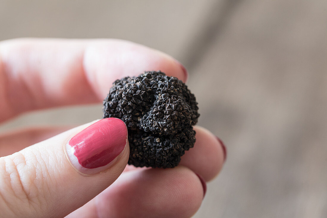 A woman holding a black truffle from Florence