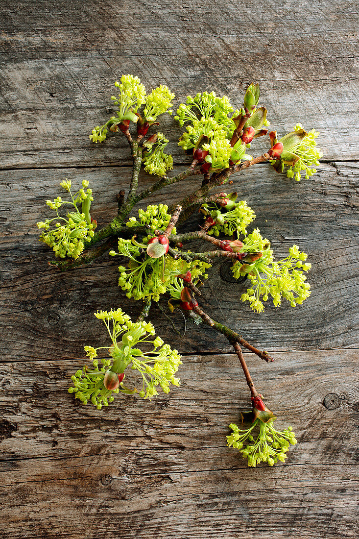 Maple flowers on a wooden surface