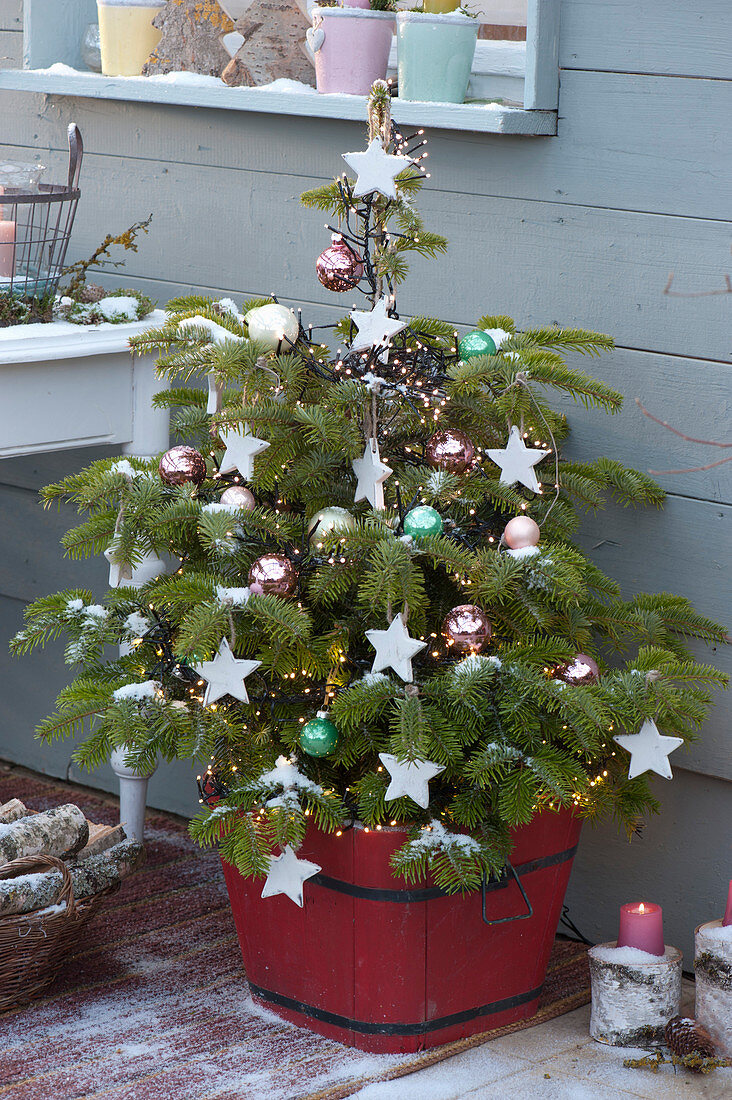 Nordmann fir with stars and balls as a Christmas tree