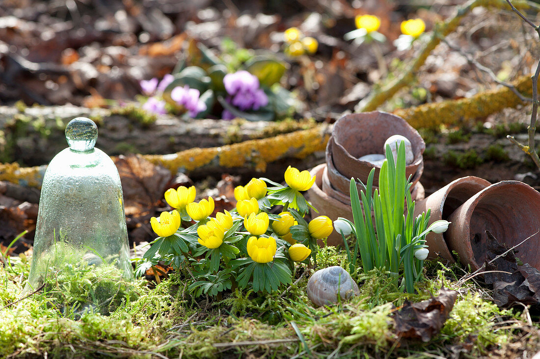 Winter aconite and snowdrops are the first signs of spring