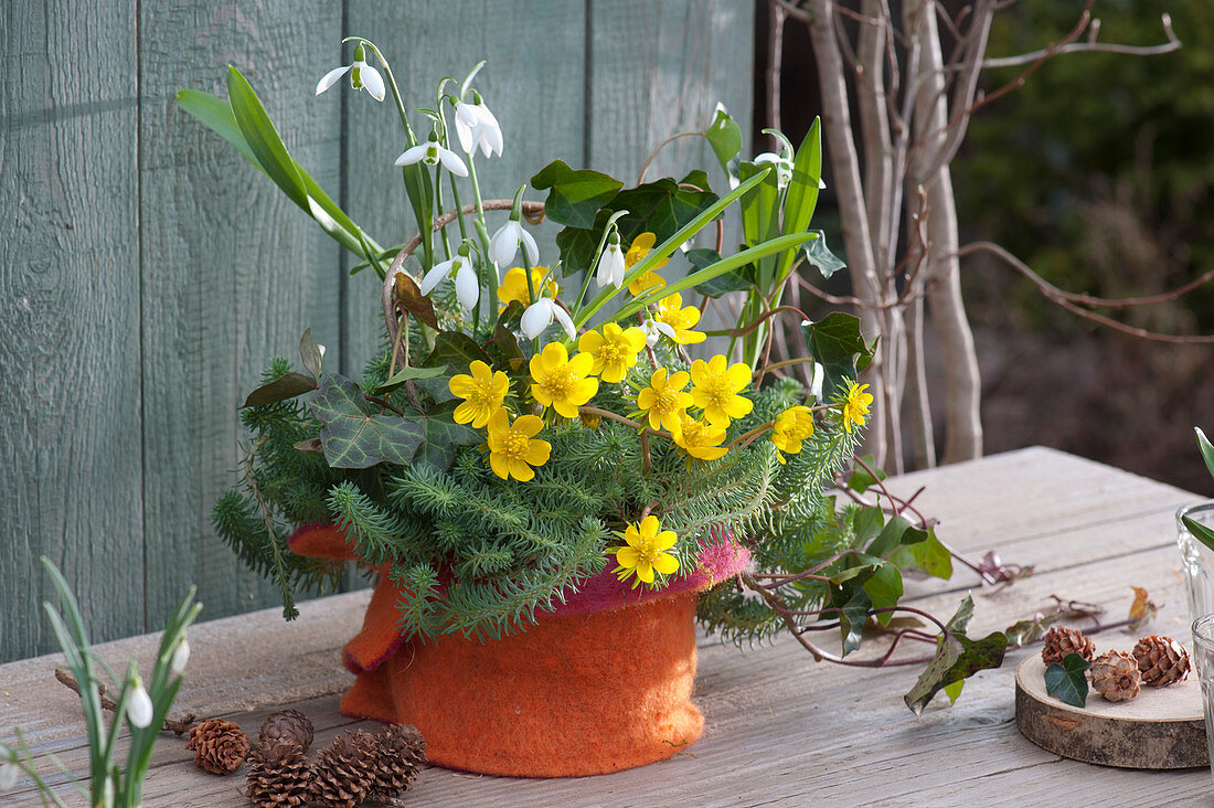 Small early spring combination with winter aconite and snowdrops