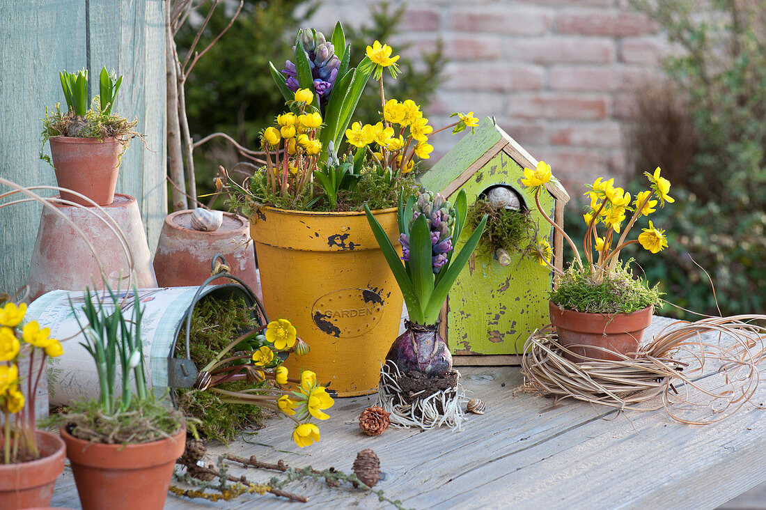 Vorfrühlings-Arrangement mit Winterlingen und Hyazinthen