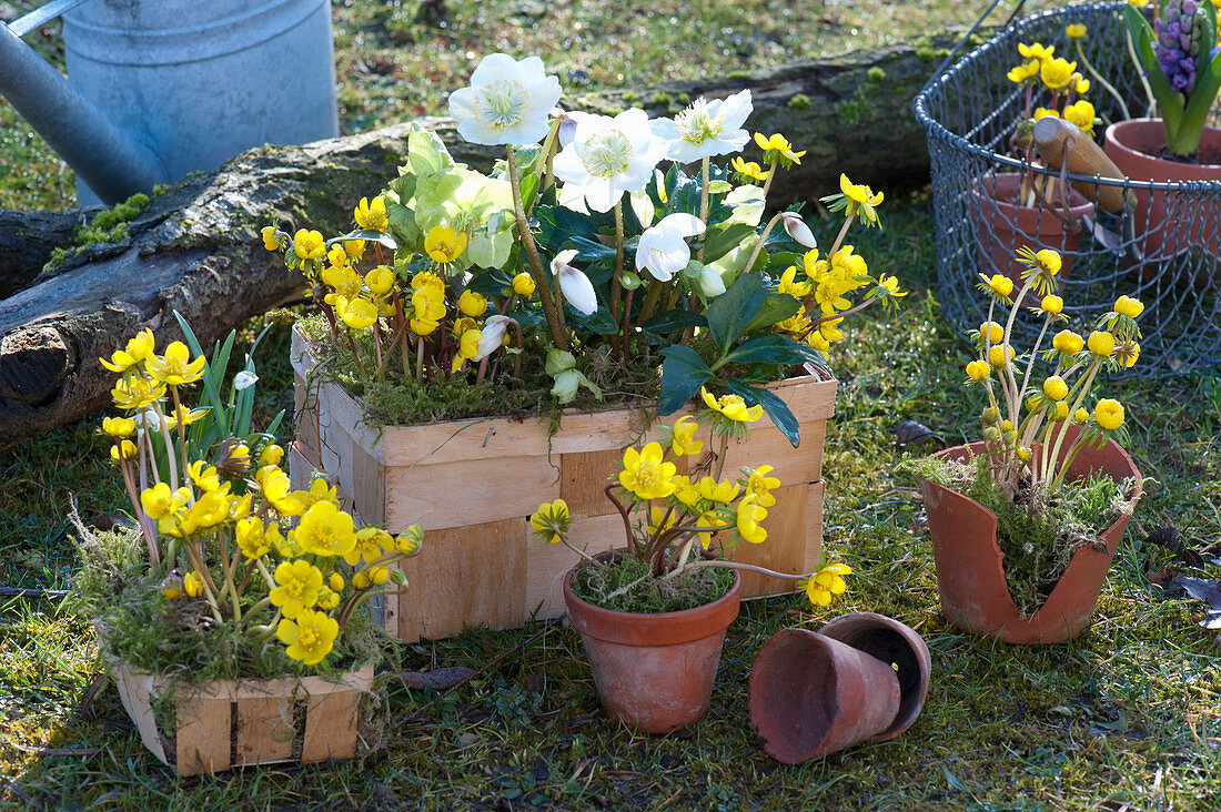 Christmas rose and Winter aconite in chip baskets in the garden